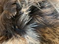 Ostrich feathers Royalty Free Stock Photo