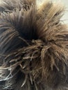 Ostrich feathers Royalty Free Stock Photo