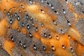 Feather bar owl detail.Beautiful close-up detail of barn owl plumage. Barn owl, Tyto alba, nice bird in the nature habitat. Owl