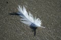 Feather on Beach Royalty Free Stock Photo