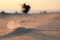 Feather Beach coast sand Baltic sea Royalty Free Stock Photo