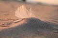 feather Beach coast sand Baltic sea Royalty Free Stock Photo