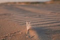 Feather Beach coast sand Baltic sea Royalty Free Stock Photo