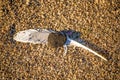 Feather on a beach with pebble Royalty Free Stock Photo