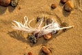 Feather on a beach on pebbles Royalty Free Stock Photo