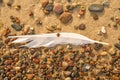 Feather on a beach on pebbles and sand Royalty Free Stock Photo