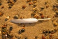 Feather on a beach on pebbles Royalty Free Stock Photo