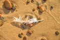 Feather on a beach on pebbles Royalty Free Stock Photo
