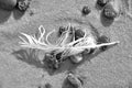 Feather on a beach on pebbles and sand Royalty Free Stock Photo