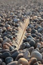 Feather on the beach pebbles - summer wallpaper Royalty Free Stock Photo