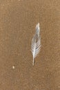 A feather on the beach sand Royalty Free Stock Photo