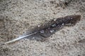 Feather on Beach with Water Droplets