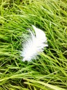 feather