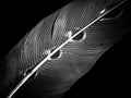 Feather of a bird in droplets on black and white Royalty Free Stock Photo