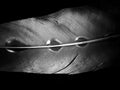 Feather of a bird in droplets on black and white Royalty Free Stock Photo