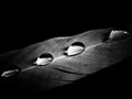 Feather of a bird in droplets on black and white Royalty Free Stock Photo