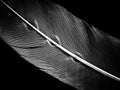 Feather of a bird in droplets on black and white Royalty Free Stock Photo
