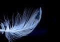 Feather, bird feather, artificial feather