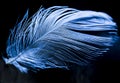 Feather, bird feather, artificial feather