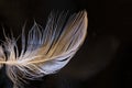 Feather, bird feather, artificial feather