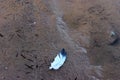 Feather and bird footprints on the sand near the water. Royalty Free Stock Photo