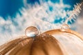 Feather bird of gold or yellow with water drops on a blue background. Abstract macro with a swan feather.