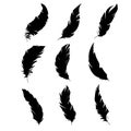 Feather of birds. Black feather silhouette for logo vector set Royalty Free Stock Photo