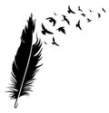 Feather and birds. Black and white vector illustration of stylized feather with silhouettes of flocks of birds. Tattoo.