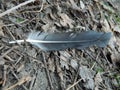 The black feather of a bird lies on dry leaves on the ground