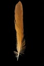 Feather of Black Redstart, Phoenicurus ochruros Royalty Free Stock Photo