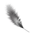 Feather black and white color. Vector illustration isolated