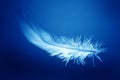 Feather in blue background