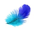 Feather of the blue bird
