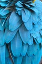 Feather of a blue macaw parrot. Royalty Free Stock Photo