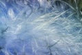 Feather Boa Abstract - Ice Blue