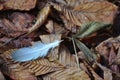 Feather on brown Autumn fall leaves Royalty Free Stock Photo