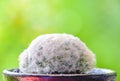 Feather Cactus - Cactus in black pot on green background, Red reflections on potted plants, Cactus has many varieties and is