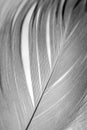 Feather close up Royalty Free Stock Photo