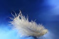 Feather close-up Royalty Free Stock Photo