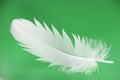 Feather close-up Royalty Free Stock Photo