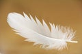Feather close-up Royalty Free Stock Photo