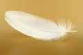Feather close-up Royalty Free Stock Photo