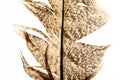 Feather close-up 5 Royalty Free Stock Photo