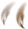 Feather