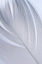 Feather closeup Royalty Free Stock Photo
