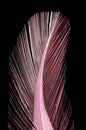 Feather closeup (magenta)