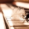 Feather closeup on piano keyboard Royalty Free Stock Photo
