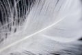 Feather closeup series Royalty Free Stock Photo