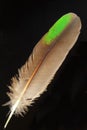 Feather of Common Emerald Dove Royalty Free Stock Photo