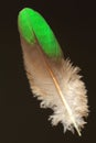 Feather of Common Emerald Dove Royalty Free Stock Photo